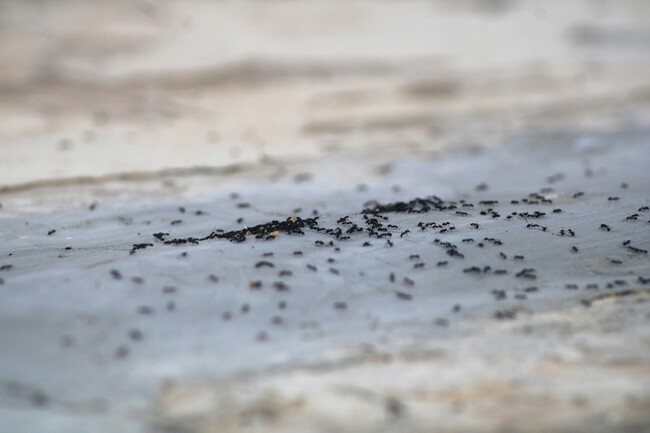 hormigas