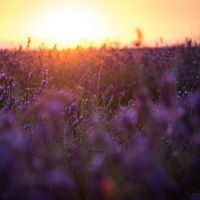 Brihuega (Guadalajara) se tiñe de lavanda y atrapa los sentidos 