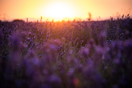 Brihuega (Guadalajara) se tiñe de lavanda y atrapa los sentidos