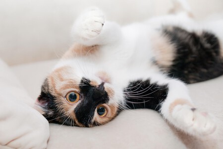 Paracetamol Gatos