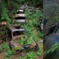 El 'atasco fantasma' del bosque belga: los 500 coches americanos que quedaron abandonados en Europa tras la Segunda Guerra Mundial 