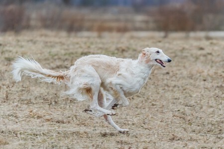 Trabajar Llamada Perros Consejos