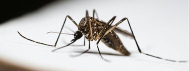 Este ingrediente que está en todas las cocinas es súper útil para frenar los mosquitos: y no es por su aroma, según un nuevo estudio