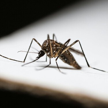 Este ingrediente que está en todas las cocinas es súper útil para frenar los mosquitos: y no es por su aroma, según un nuevo estudio