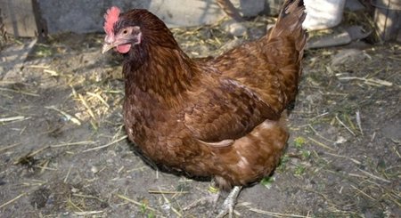 ¿Qué fue antes, el huevo o la gallina?