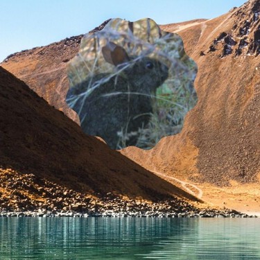Tragedia y fauna en riesgo: esto pasa en el Nevado de Toluca mientras permanece cerrado
