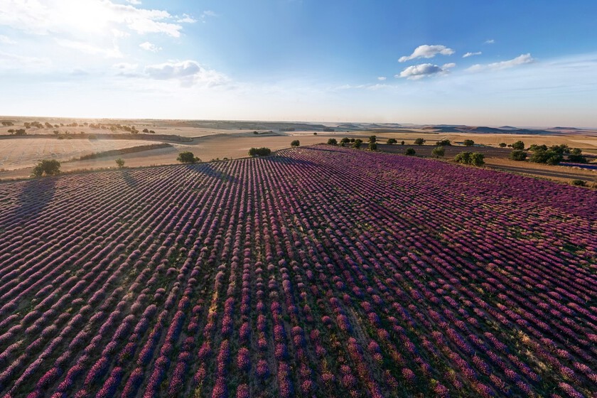 De Brihuega a Caleruega: seis pueblos preciosos para ver los campos de lavanda sin turistas