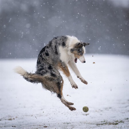 Revenge Of The Tennis Ball