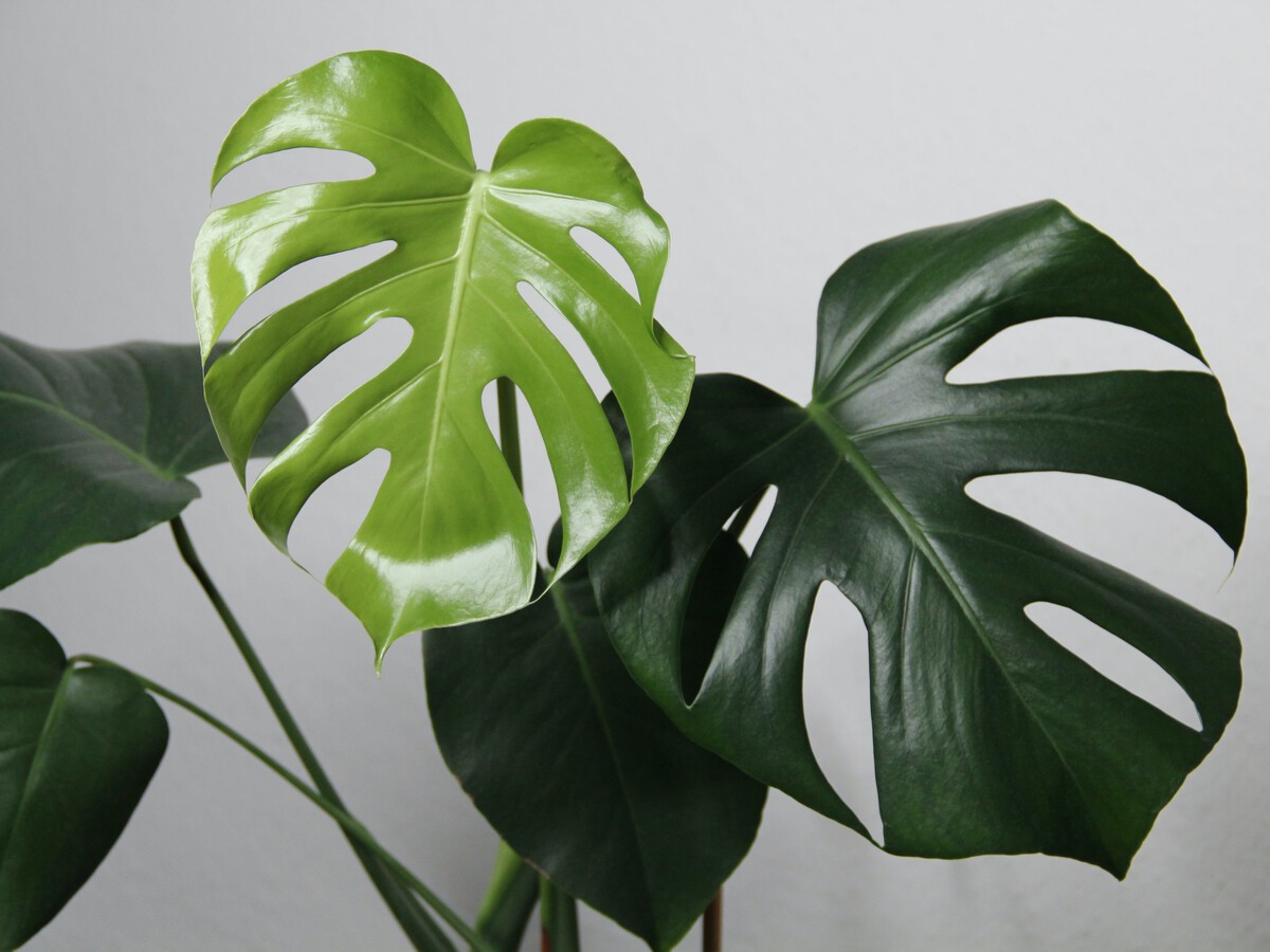 philodendron birkin white wave Philodendron birkin 'White Wave' – Sprouts of Bristol main image 0