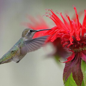 Estas 3 plantas florecen rapidísimo y harán que en septiembre te visiten los colibríes 