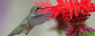 Estas 3 plantas florecen rapidísimo y harán que en septiembre te visiten los colibríes 
