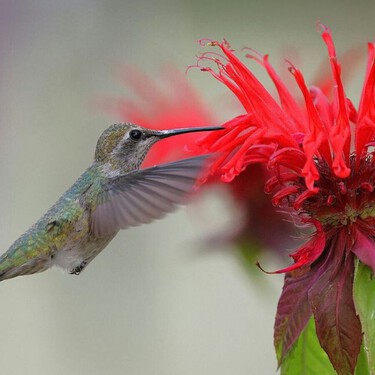 3 plantas para que todos los días te visiten los colibríes: todas son de fácil cuidado