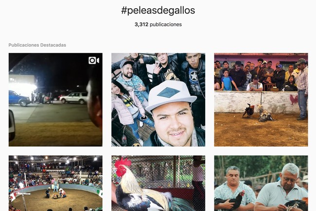 Window Y Peleasdegallos O Fotos Y Videos De Instagram