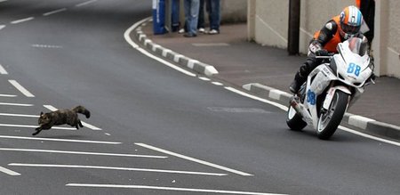 Que se te cruce un gato a 160km/h no tiene precio