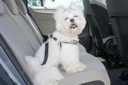 incluye cinturón de seguridad asiento trasero y asiento delantero Jodimitty Asiento de coche para perros pequeños medianos y pequeños asiento de seguridad antideslizante para perros verde