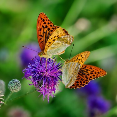 Todas las mariposas descienden de las polillas de hace 100 millones de años 