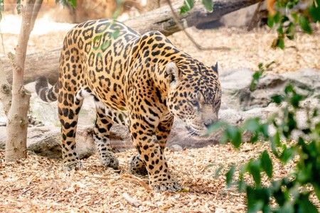 Mexico Aprueba Ley Bienestar Animal Xataka Mexico 7