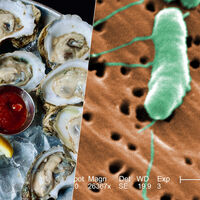 A los muchos riesgos sanitarios del verano, Europa está sumando uno cada vez más frecuente: la "bacteria carnívora"