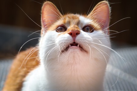 Gato