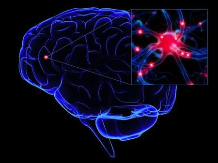El Cerebro, evolución y funcionamiento (y III)