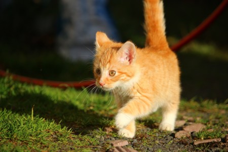 Disfruta del deporte con tu mascota: ¡apúntate al gaticross!