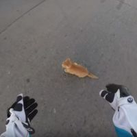 Y ahora vamos con algo completamente diferente, el rescate de un gatito 