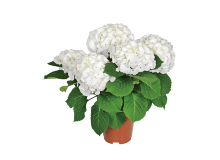 Hortensia Aldi