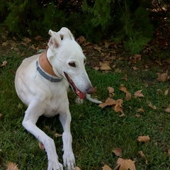 Foto 9 de 19 de la galería fotos-con-el-moto-e4 en Xataka Android