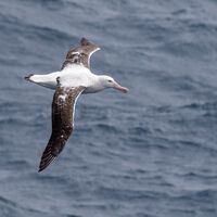 O maior enigma dos céus: o detalhe inesperado que permite a uma única criatura ficar até 11 anos sem nunca pousar em terra