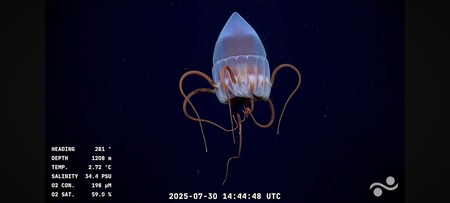 Medusa De Profundidad