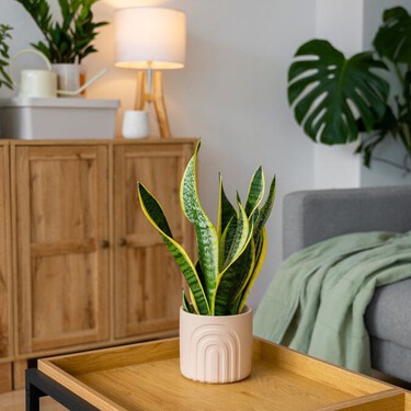Los mejores trucos de jardinería para que las plantas de sombra sobrevivan en tu sala