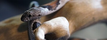 Esta es la situación en la que deja a las especies exóticas y las invasoras la nueva Ley de Protección Animal