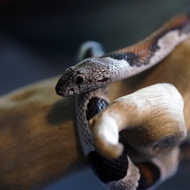 Esta es la situación en la que deja a las especies exóticas y las invasoras la nueva Ley de Protección Animal