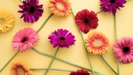 Gerberas