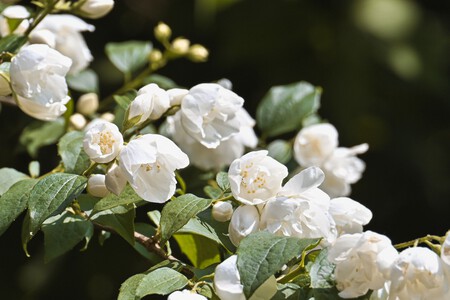 Pexels Alexasfotos 32495337