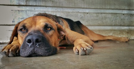 Perro Cojera