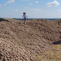 Un agricultor regala 500 toneladas de patatas para que no  se pudran y convierte su campo en un peregrinaje de necesitados y oportunistas 