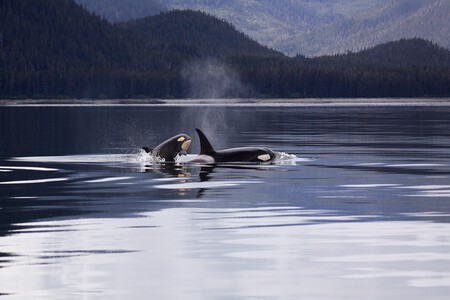 Una orca con su cría
