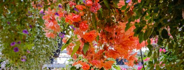 Así puedes mantener tu jardín lleno de color en otoño con tres plantas fáciles de cuidar