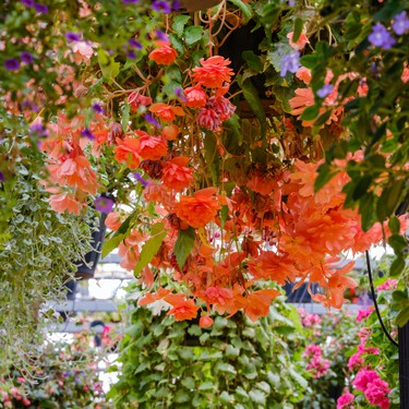 Así puedes mantener tu jardín lleno de color en otoño con tres plantas fáciles de cuidar