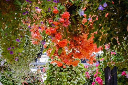 Plantas otoño jardín