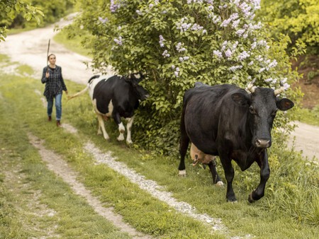 Vacas