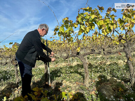 Pere Guilera Haciendo Gala De Su Jubilacion Activa Podando Una Vina