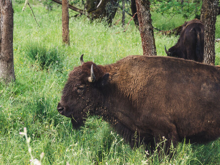 Bisonte