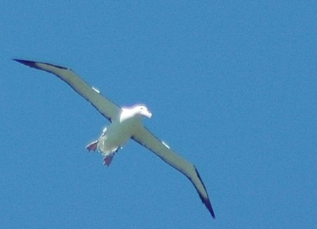 Éstas son los primeros pájaros que han sido censados desde el espacio