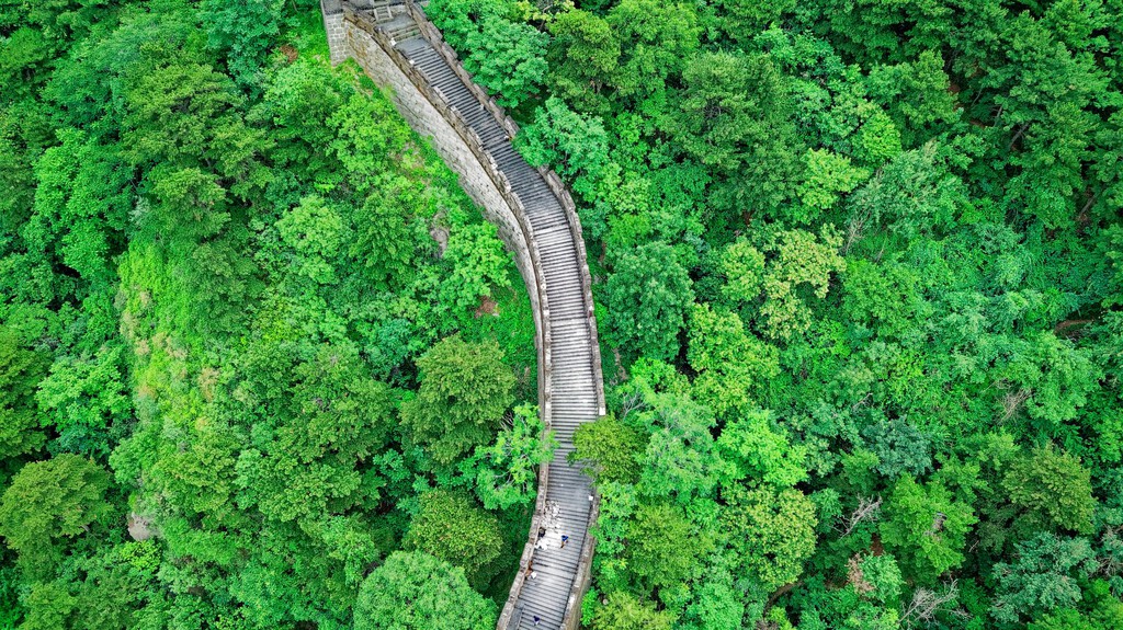 China lleva 48 años plantando árboles para frenar el desierto. Ahora se enfrenta a una paradoja: también está agotando el agua 