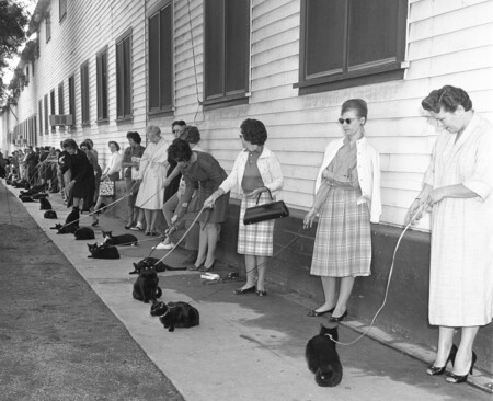 Casting Black Cats In 1961