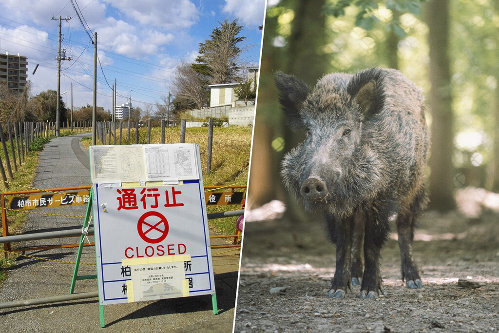 Tras el accidente nuclear de Fukushima los cerdos de las granjas huyeron al bosque. Años después eran algo distinto