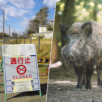 En 2011 Fukushima sufrió un accidente nuclear. En 2026 los jabalíes de la zona se han convertido en algo distinto