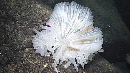 Esta esponja de vidro, que os pesquisadores chamam de castelo de vidro, abriga dois tipos de vermes (Fonte da imagem: JAMSTEC).